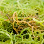 Manfaat Rumput Laut